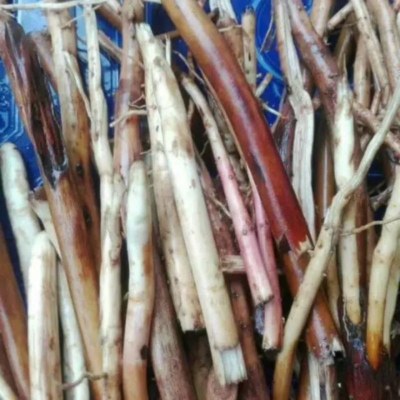 

Akar pinang muda segar 500 gram