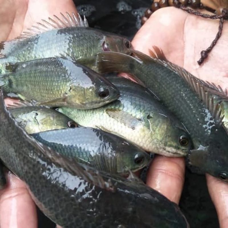 Bibit ikan betok papuyu