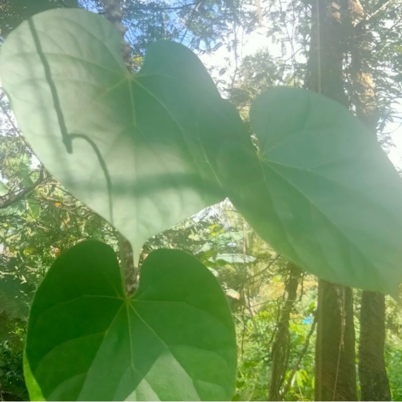 

100 GRAM DAUN BROTOWALI SEGAR