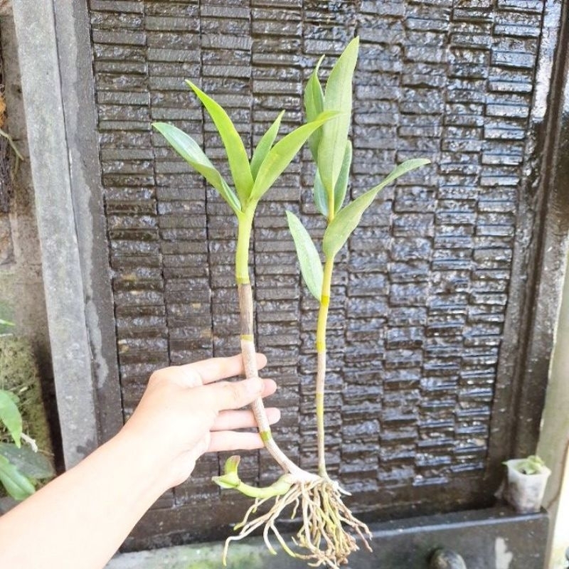 Dendrobium Stratiotes Junggle