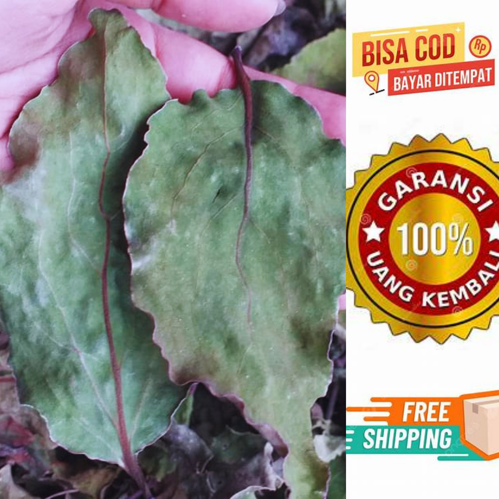 

Dried Mistletoe Leaves /Benalu Jati Kering /Daun Benalu / Benalu / Benalu Jati / Daun Benalu Kering / Daun Benalu Jati Kering 1 kg / Teh Benalu / Teh Daun Benalu Jati / Daun Benalu Jati Kering 500 gram / Daun Benalu Jati Kering 250 gr / Daun Benalu Jati K