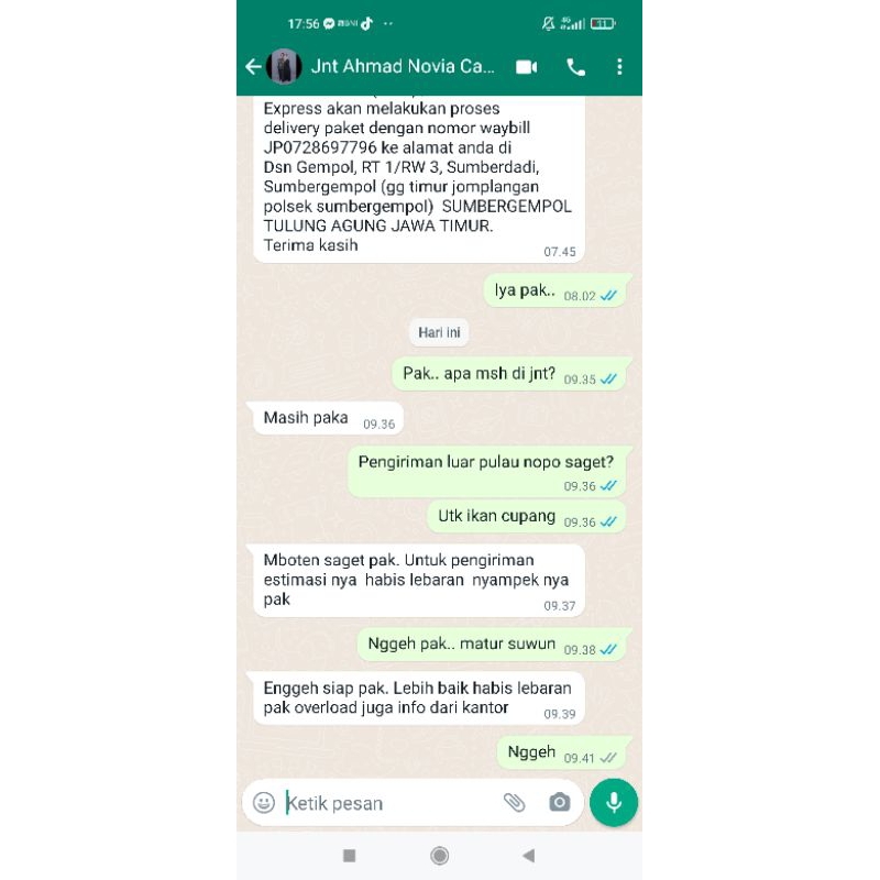 14 cupang kualitas bagus