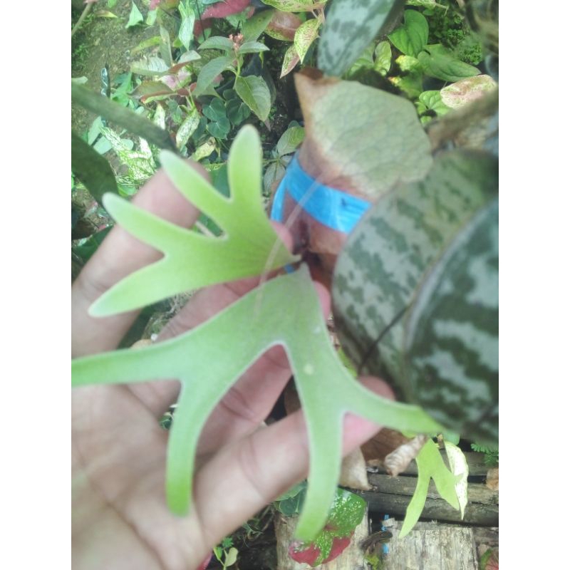 platycerium hilli papuanum,philodendron,anthurium