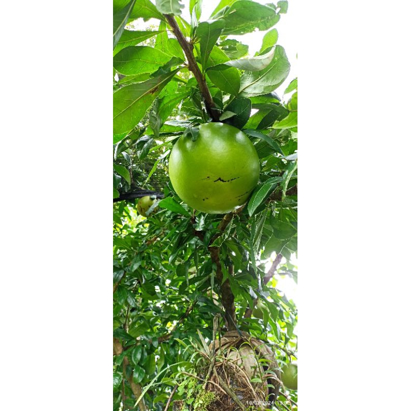 

buah maja