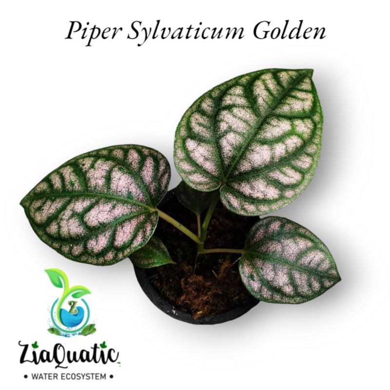 Piper Sylvaticum Golden - Tanaman Hias Paludarium Climbingplant Indoor/Outdoorplant