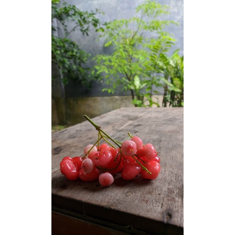 

Jambu Air Hasil Kebun Sendiri