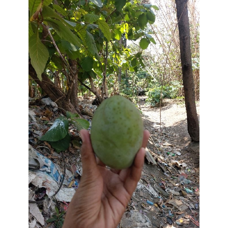 

Mangga Kweni