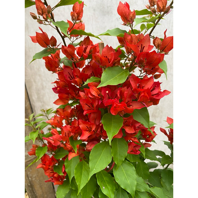 bougenville EKOR MUSANG MERAH