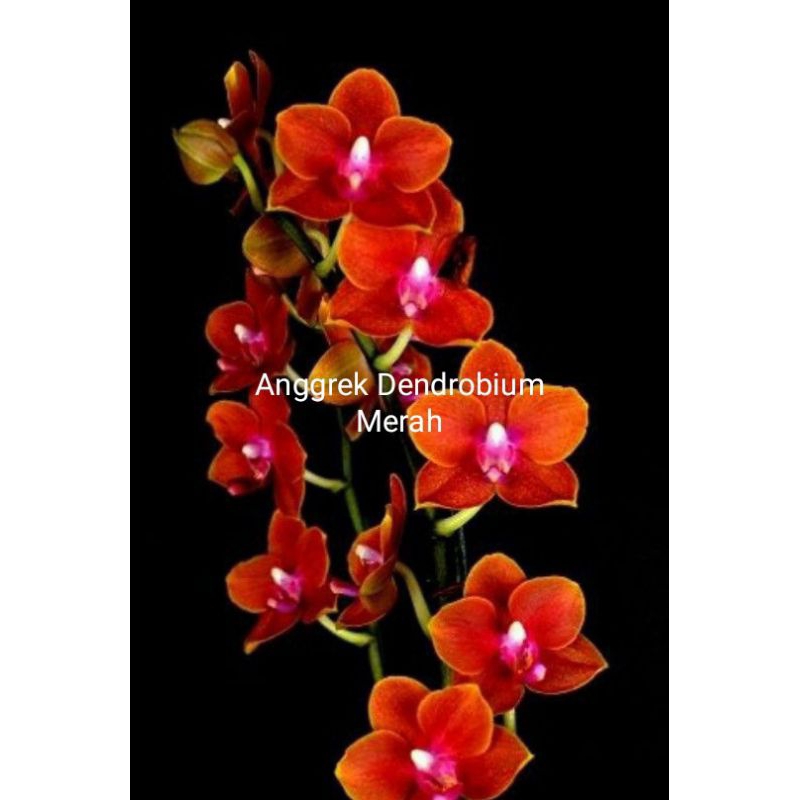 Tanaman hias anggrek dendrobium bunga merah