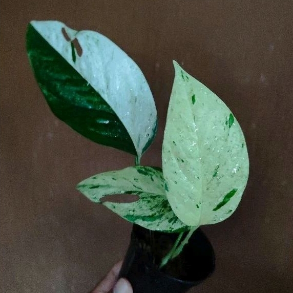 Epipremnum marble varigata