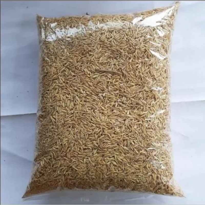 bibit padi permaisuri khas Toba berkualitas beras pulen