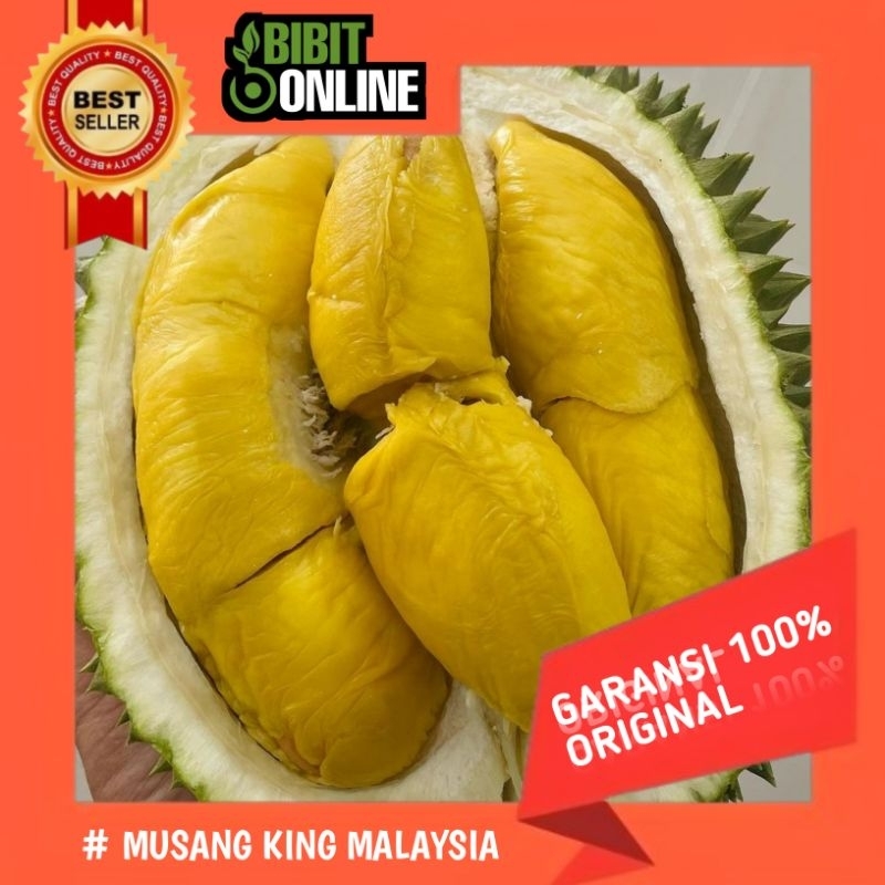 PROMO Bibit durian MUSANG KING MALAYSIA original siap tanam.Tanaman buah hasil okulasi,Super genjah 