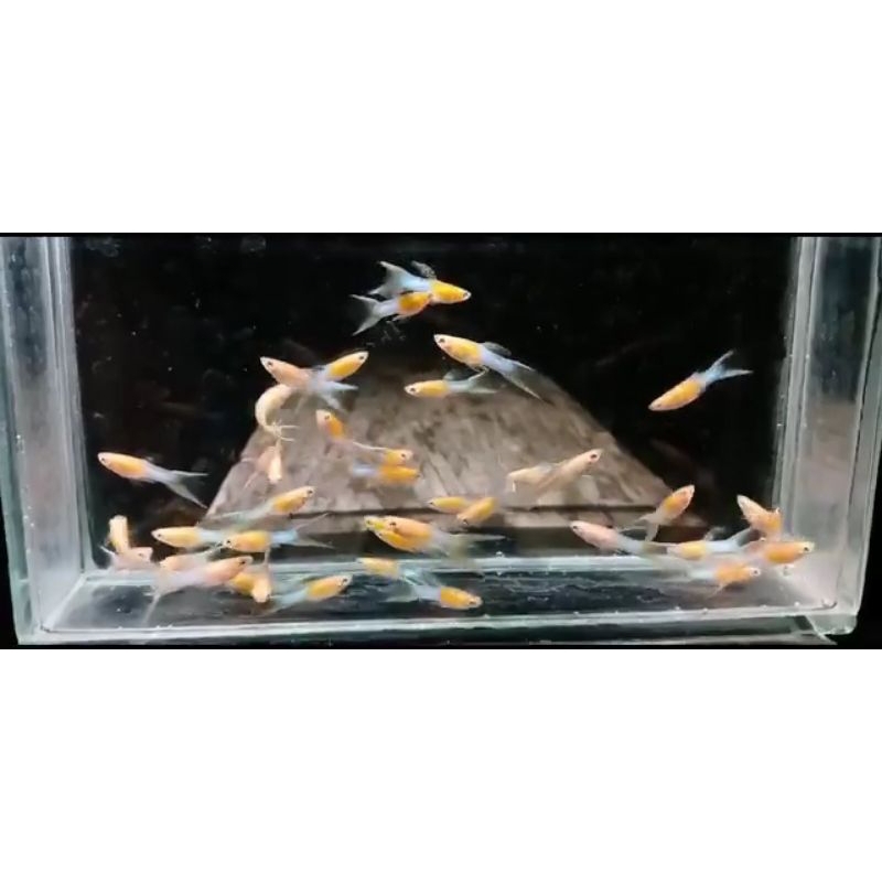 Ikan Hias Air Tawar Guppy Japan Blue Doble Sword Hiasan Aquarium