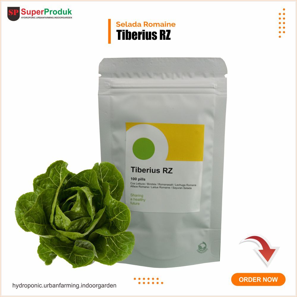 Benih Selada romaine tiberius rz kemasan repack