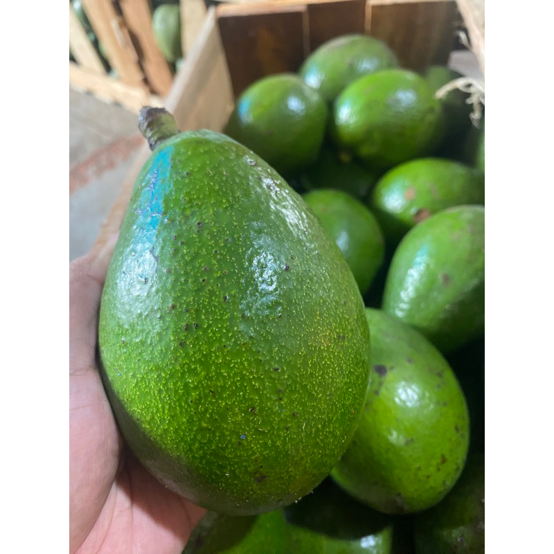 

Alpuket mentega kuning