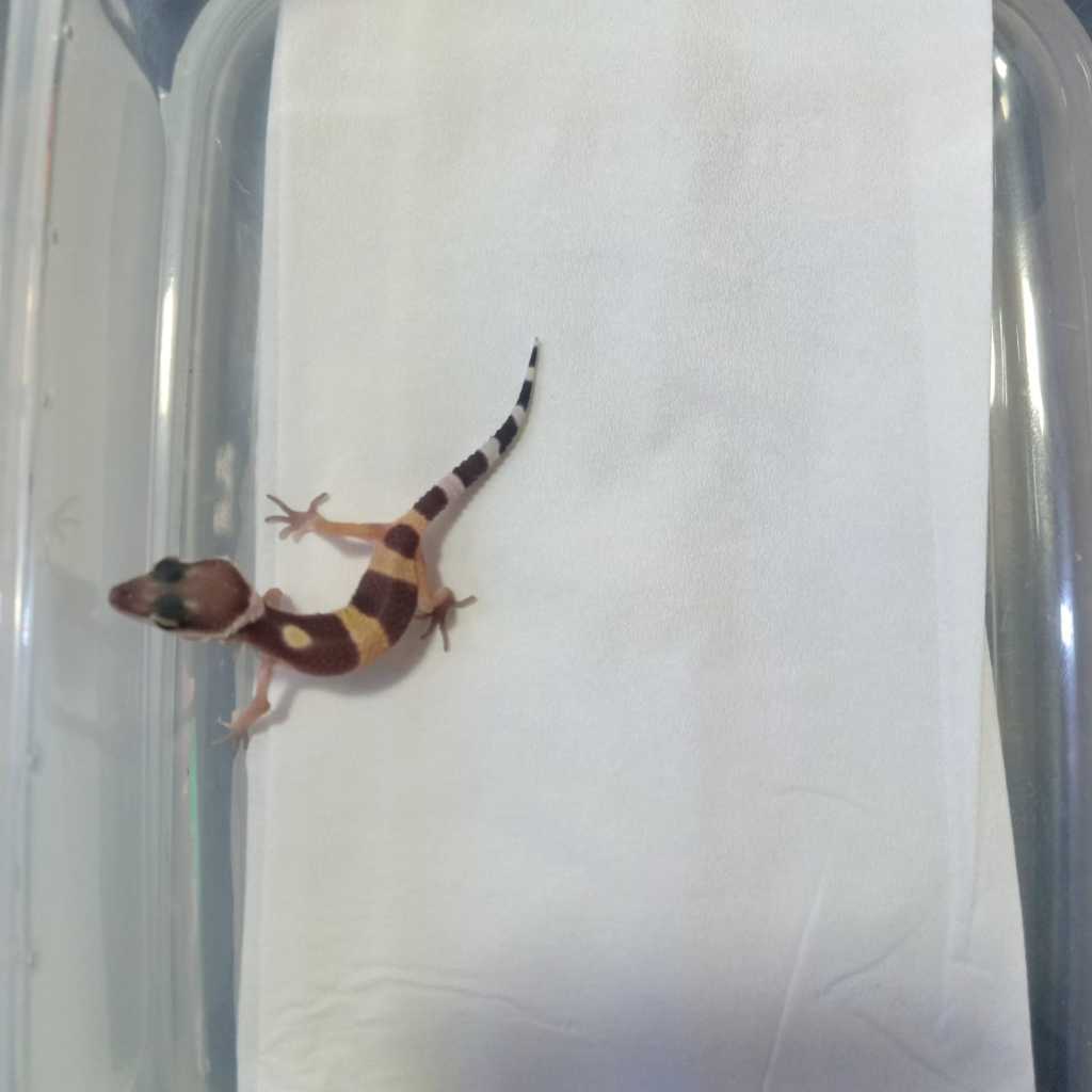 [G026] Leopard Gecko Morph Tangerine Het Raptor