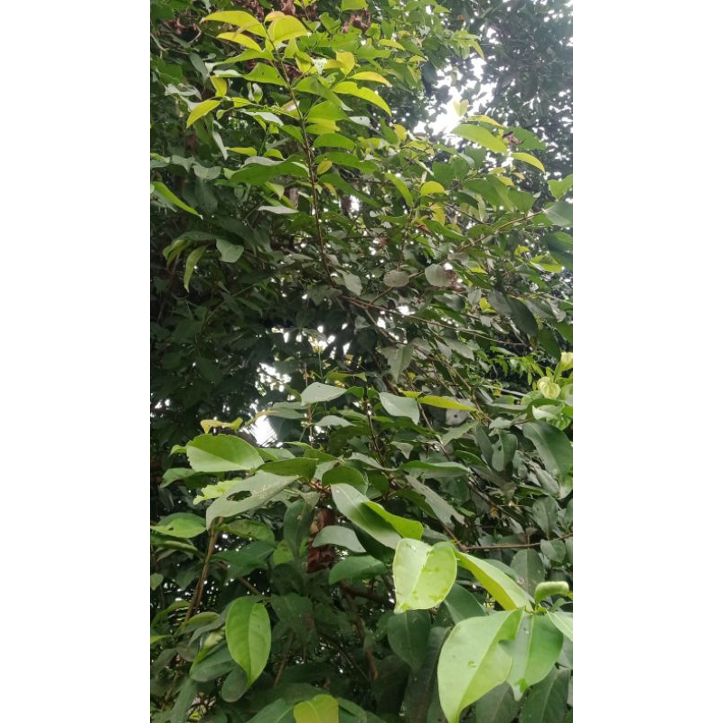 

Daun salam segar/iket