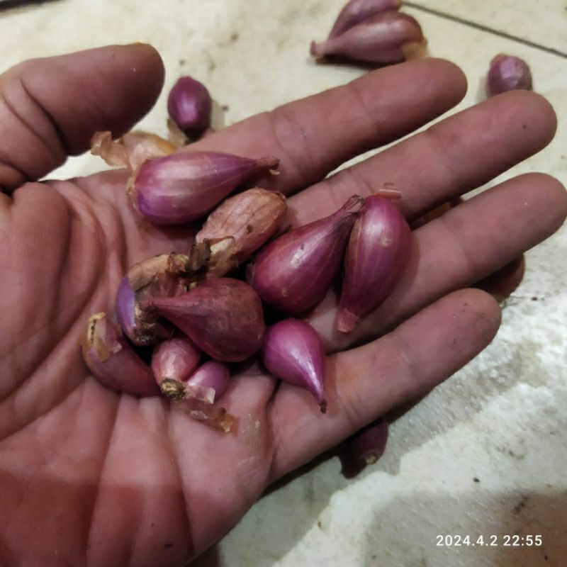 

Bawang Merah Brebes kecil 500gr