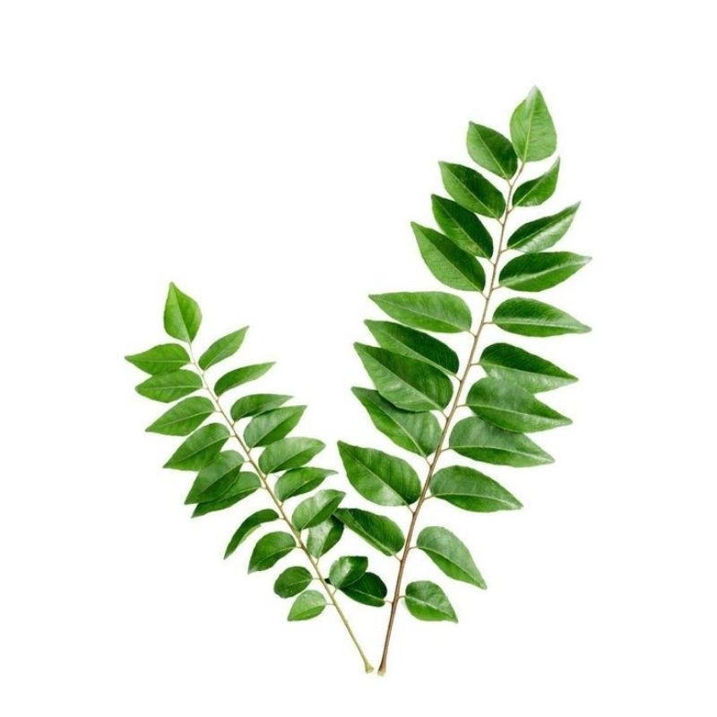 

Daun Kare / Daun Kari / Salam Koja Kemasan 100Gr