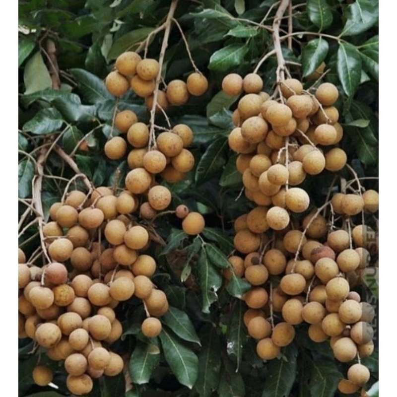 

BIBIT KELENGKENG SUPER SIAP BUAH