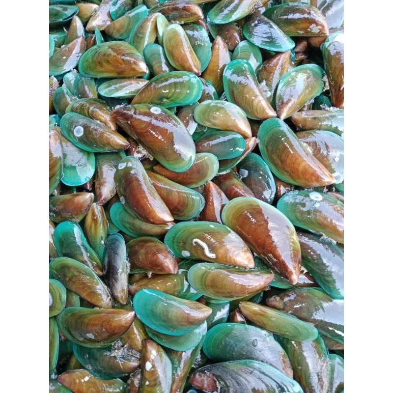 

Kerang hijau ijo cangkang hidup fresh segar