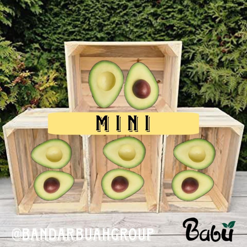 

Alpukat Mentega - Size Mini