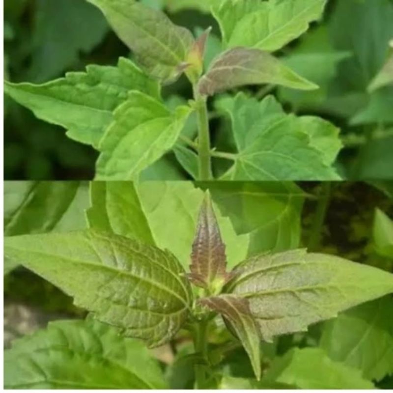 

DAUN KIRINYUH 250gram DAUN KOPASANDA DAUN BALAKACIDA SEGAR KWALITAS