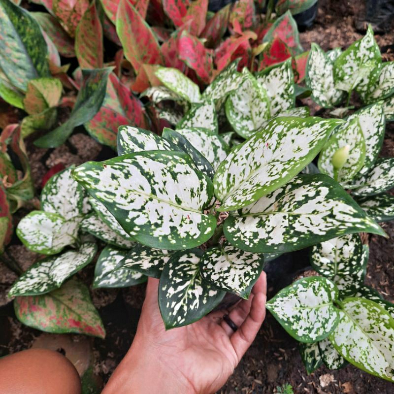 TANAMAN AGLONEMA DUD WHITE / TANAMAN HIDUP AGLONEMA DUD WHITE