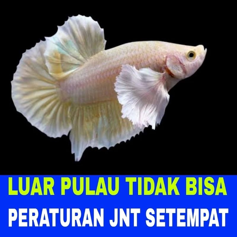 ikan cupang plakat big ear isi 10 bergaransi Bonus pakan