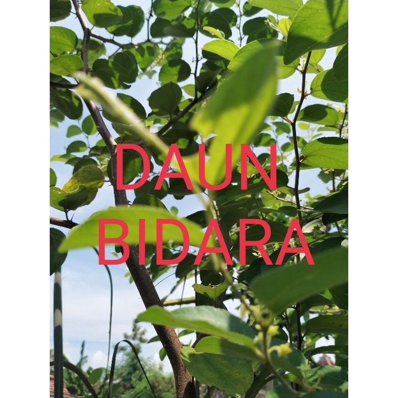 

DAUN BIDARA PER LEMBAR