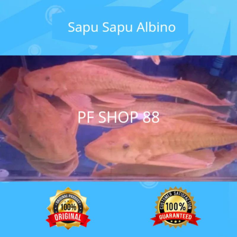 Ikan Hias Sapu Sapu Albino Jumbo