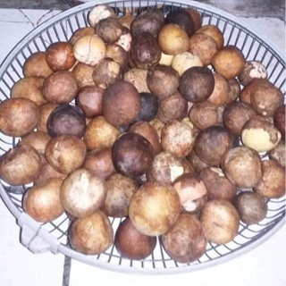 Biji Alpukat Fresh Siap Semai 400Rupiah