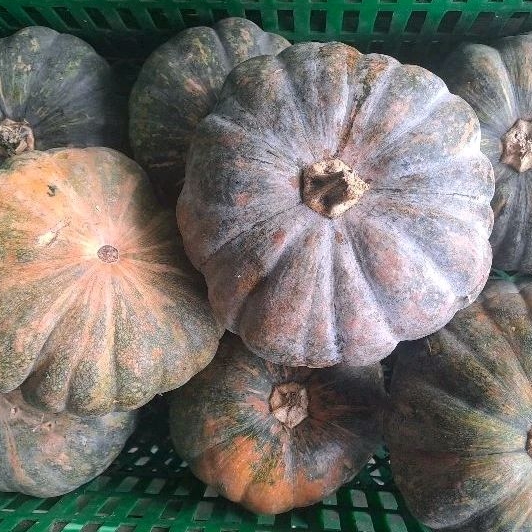 

Labu Parang Tua / Labu Kuning - Sayur Segar Instan Malang