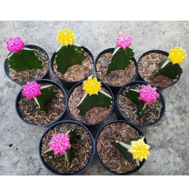 Gymnocalycium-Mooncactus