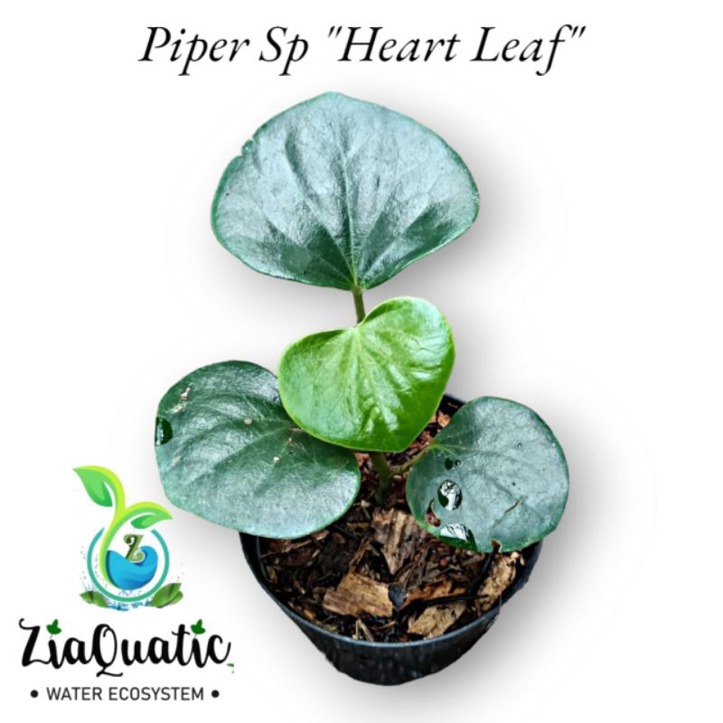Piper sp "Heart Leaf" Sirih Hutan - Tanaman Rambat Paludarium Terrarium Jungleplant Indoorplant