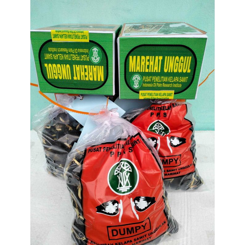 Paket isi 3Box Bibit Kecambah Sawit Ppks DxP Marihat