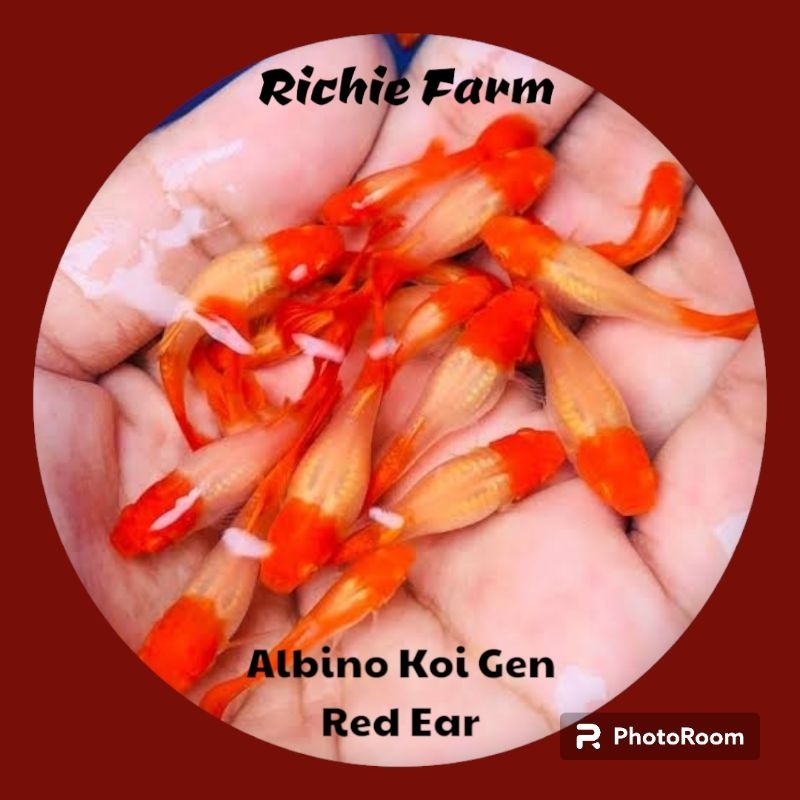 Ikan guppy albino koi gen red ear sepasang