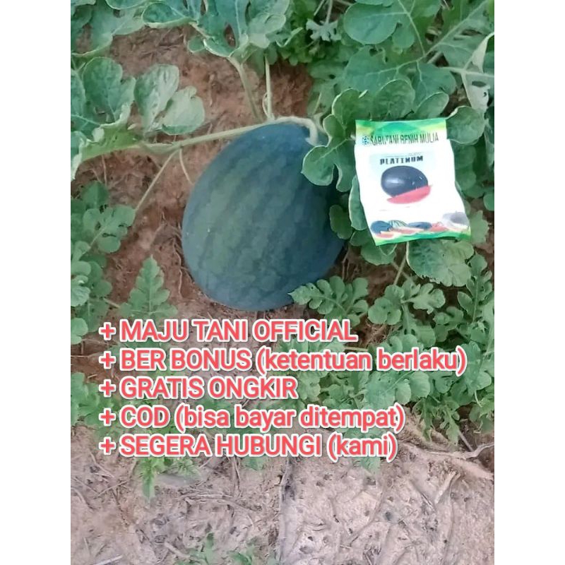 Benih Bibit Semangka Non biji Platinum F1, Berbobot, Rasa Manis, merah cerah tipe Oval, (Perawatan M