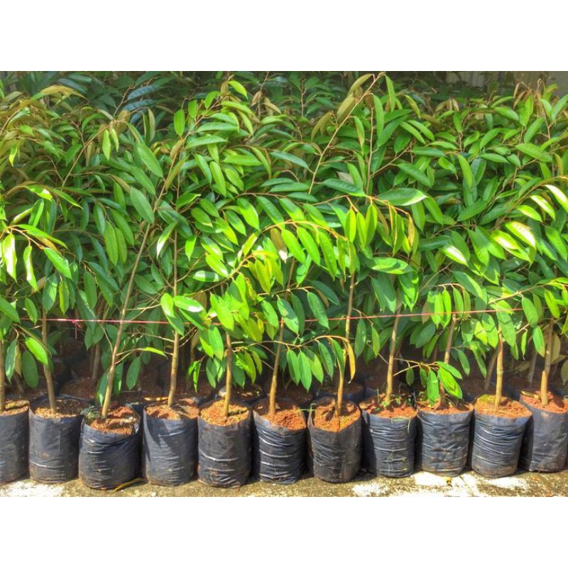 Bibit durian musangking/durian musangking