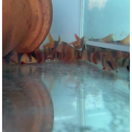 Botia Kalimantan ukuran sekitar 6cm sd 7cm bukan Botia Sumatera