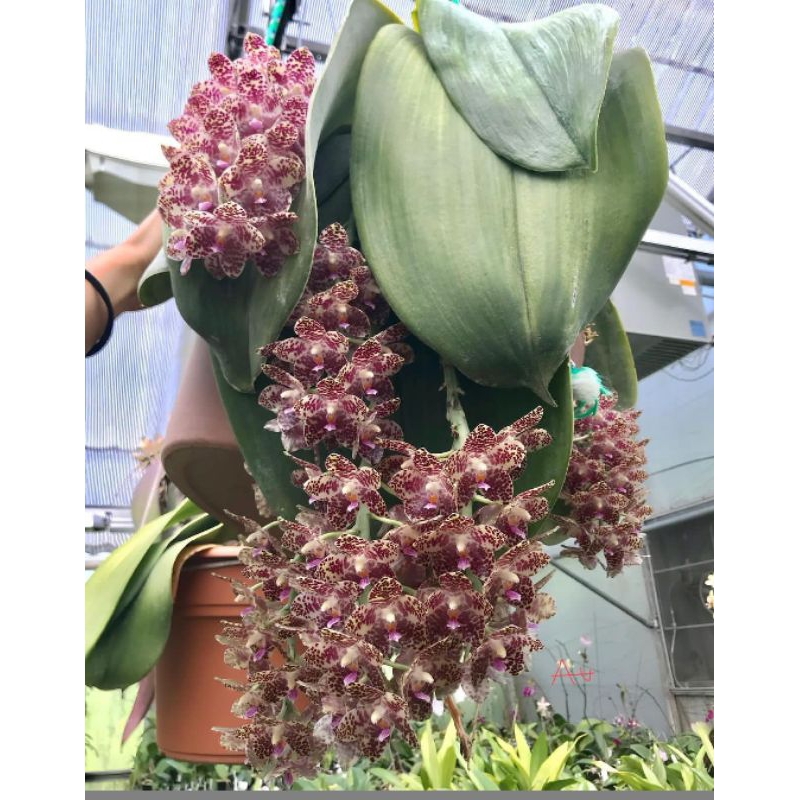 Seddling phalaenopsis gigantea