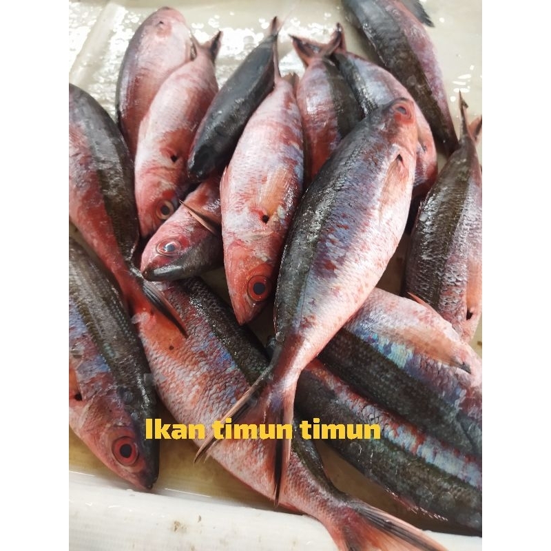 

Ikan timun timun
