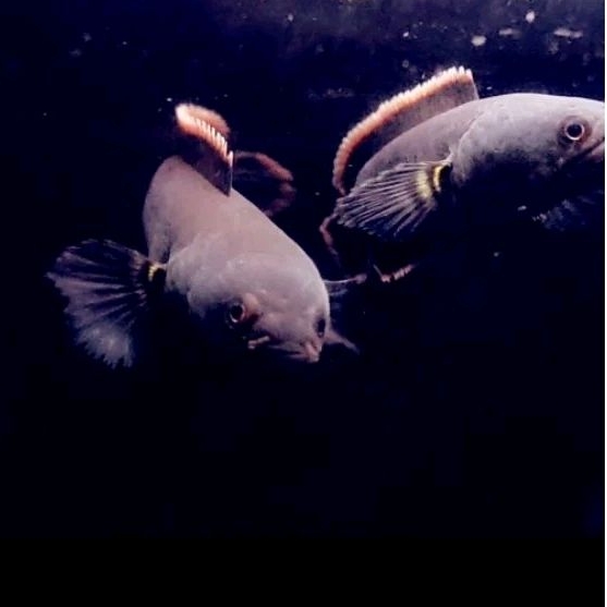 Hiasan Aquarium Channa Limbata Pair -+12cm
