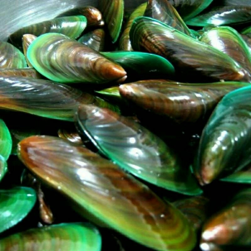 

Kerang Hijau fres1kg