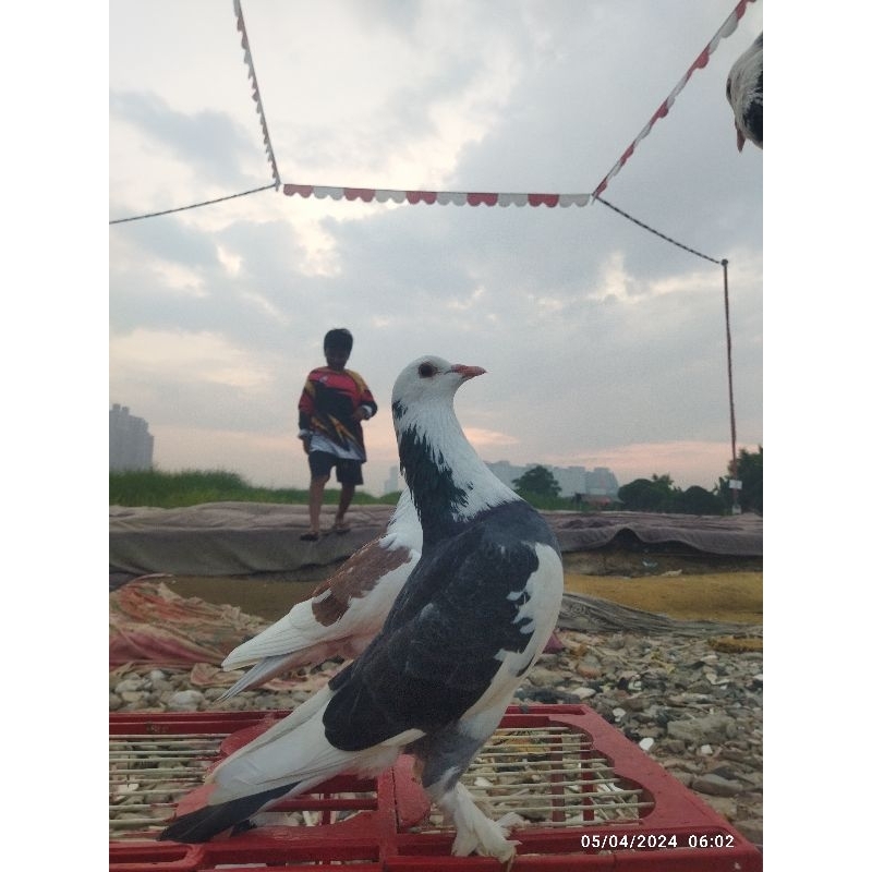 Satu pasang merpati kolong tomprang rumahan bonus sawangan dan