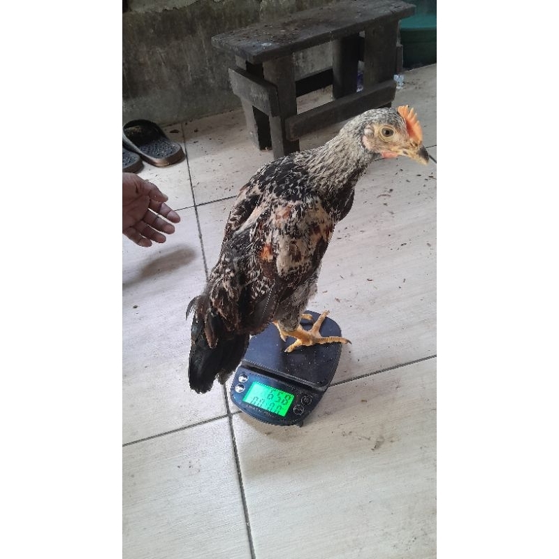 

Ayam Kampung Asli/Hidup umur 2 bln Murah