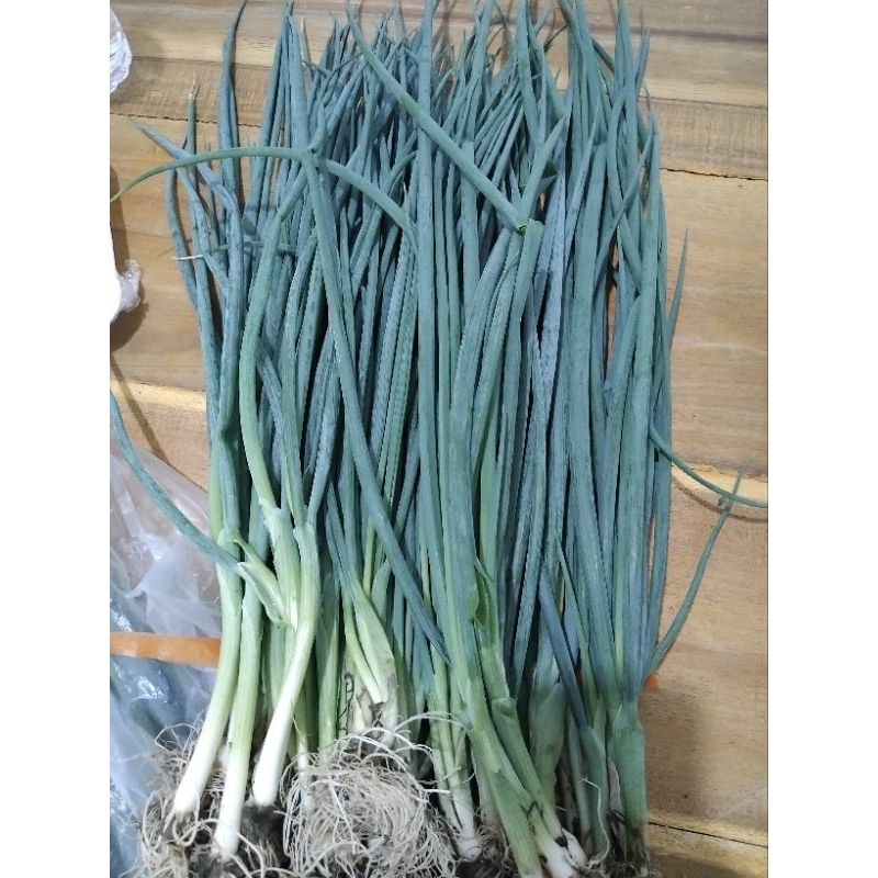 

Daun bawang hidroponik