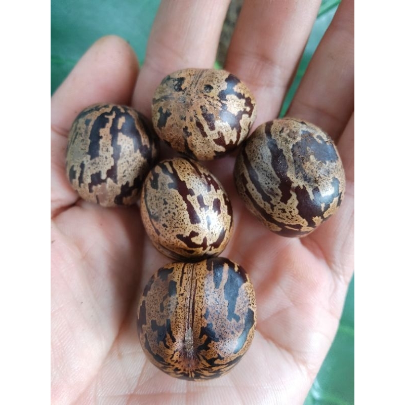 BIJI KARET SIAP SEMAI  / BIJI KARET / BENIH KARET