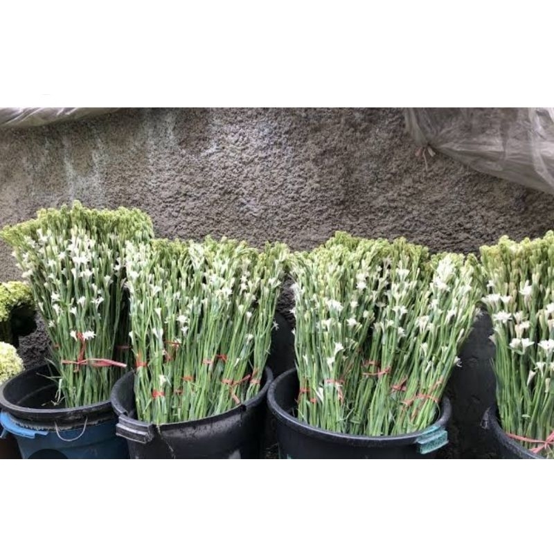 Bunga Sedap Malam Di Bogor