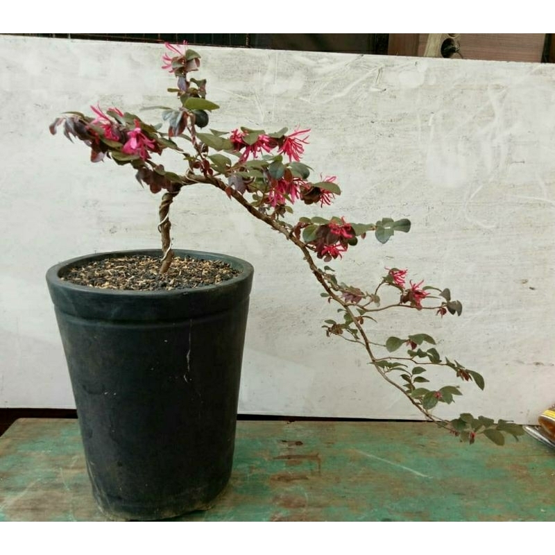 tanaman pitalum serut merah bahan bonsai